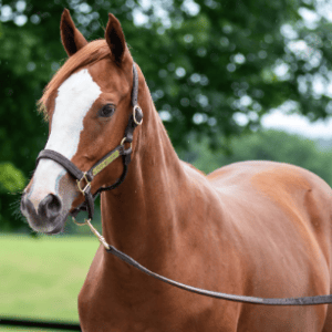 Regional Reach, presented by Fasig-Tipton: “New York Is Backing Racing”