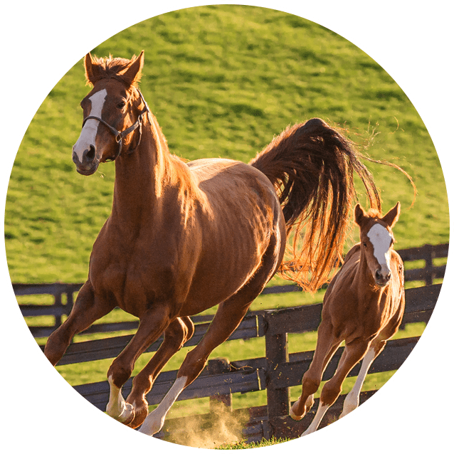 30YR_Home_HorseCircle
