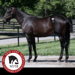 Sequel-bred Vekoma colt tops Book 2 at Keeneland September