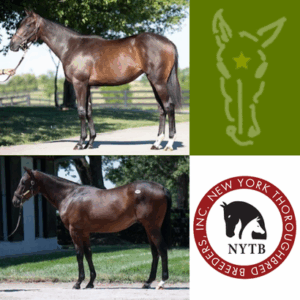 Thirty Year Farm yearlings highlight Book 1 at Keeneland September