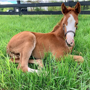 Usha Shines a Light on Thirty Year Farm