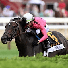 Rhetorical earns 2025 New York-bred Horse of the Year, Champion Turf Male honors